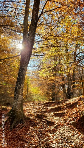 Autumn forest with light coming through the branches