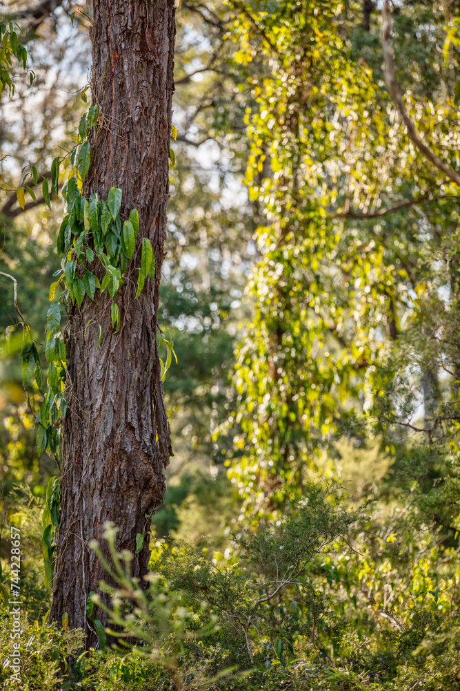 Tree In Autumn Tree In Autumn