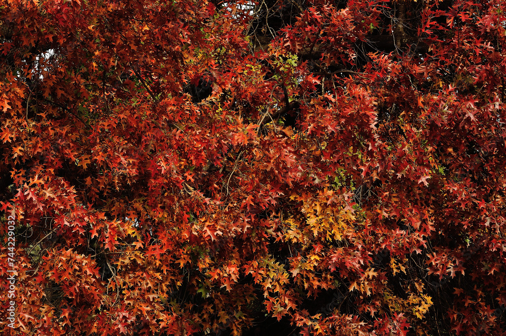 Autumn Oak Leaves: Vibrant Red Foliage in Fall Autumn Oak Leaves: Vibrant Red Foliage in Fall