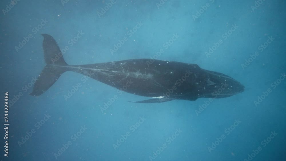 Top down view of Humpback whale sitting at sandy bottom of ocean Top down view of Humpback whale sitting at sandy bottom of ocean