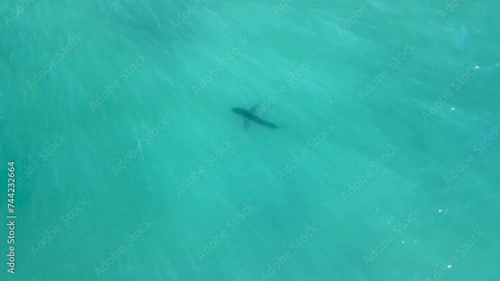 Drone descends on Great white shark swimming in clear green ocean water Drone descends on Great white shark swimming in clear green ocean water