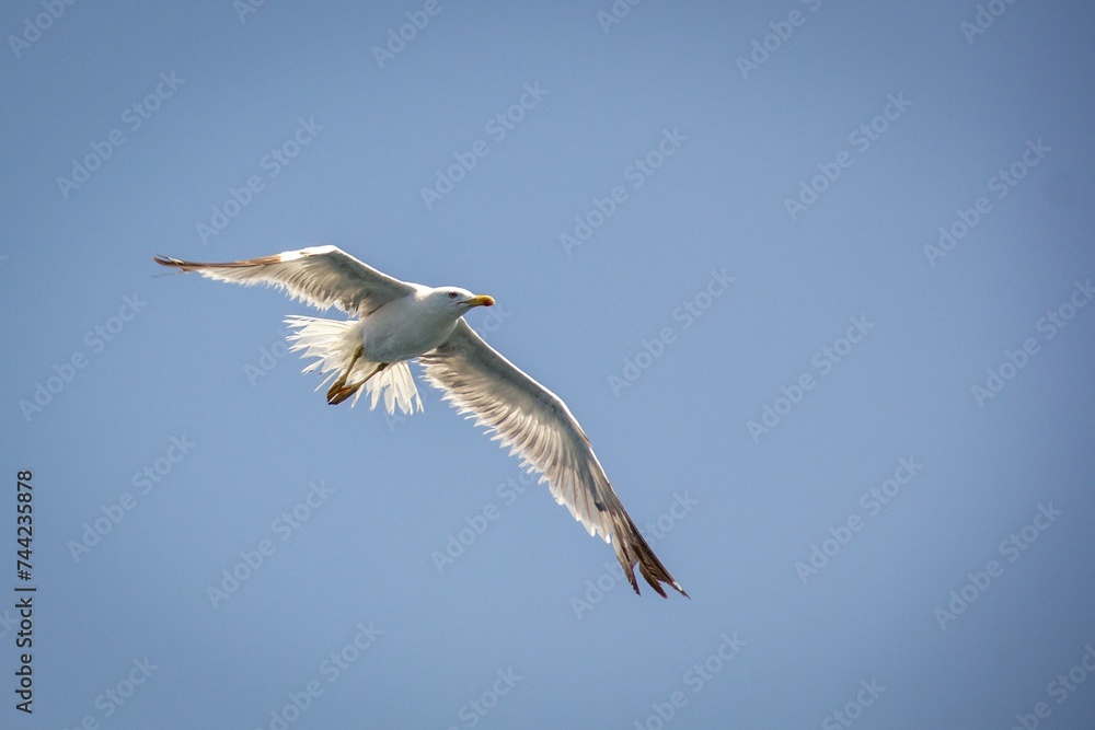 White seagull in flight against a striking blue sky backdrop White seagull in flight against a striking blue sky backdrop