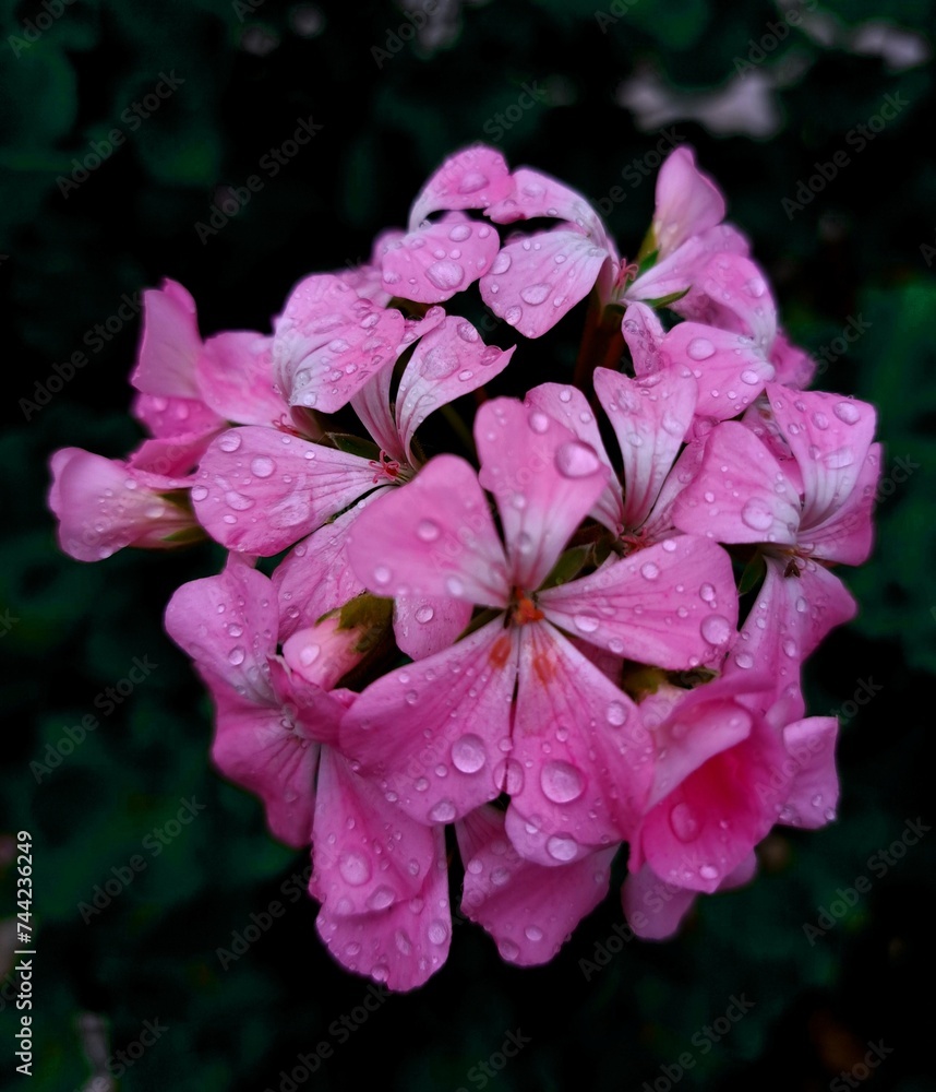 Closeup shot of pink ivy geranium flowers with water droplets on their petals.