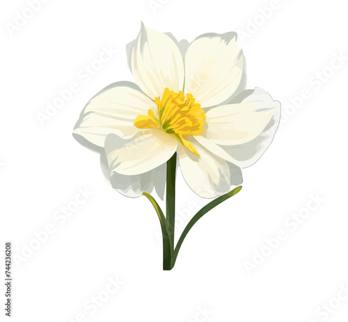 Vector of an Anemone flower on a white background