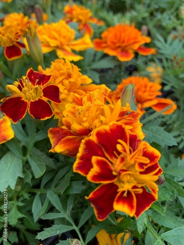 Vertical closeup shot of blooming orange marigold flowers
