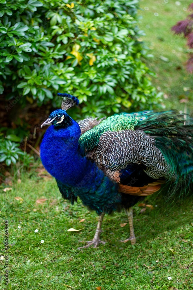 Obraz premium Closeup of a vibrant Peafowl in a lush green on a sunny day with a blurry background