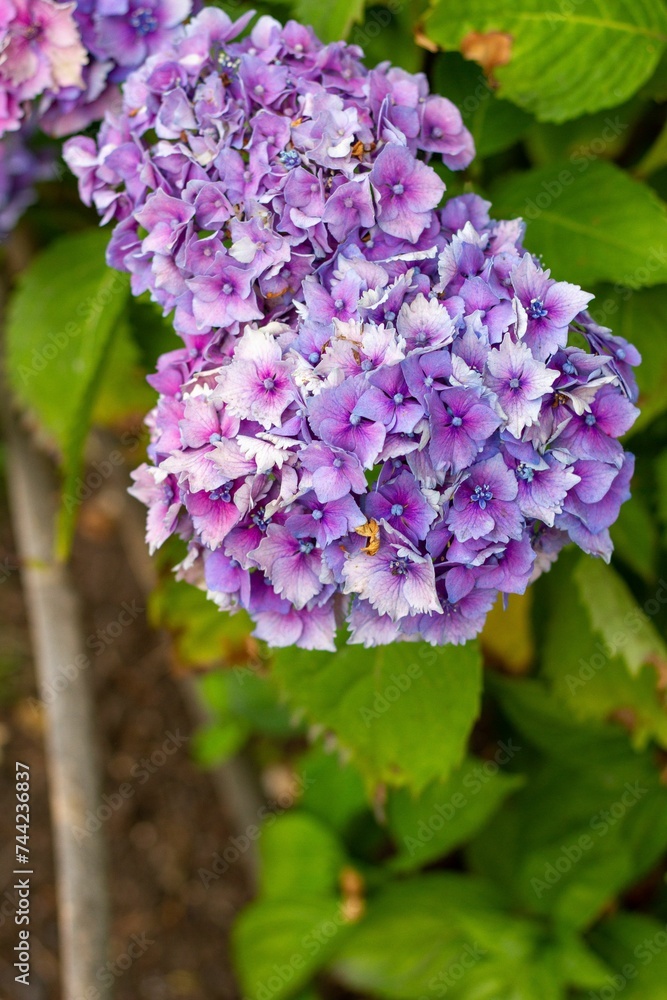 High-angle shot of a vibrant French hydrangea in a lush green with a blurry background High-angle shot of a vibrant French hydrangea in a lush green with a blurry background
