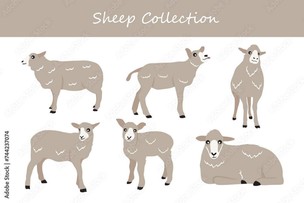 Obraz premium Sheep collection. Cute cartoon sheep. Vector illustration isolated on white background.