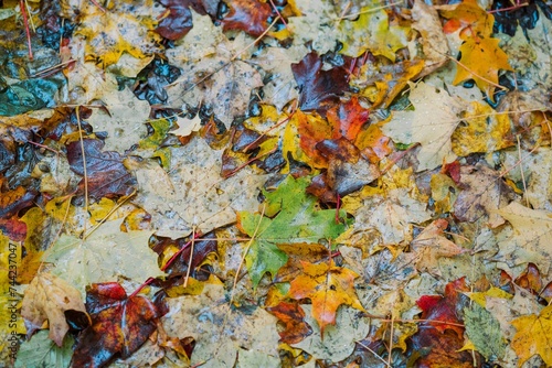 Vibrant close-up shot of wet autumn leaves on the ground