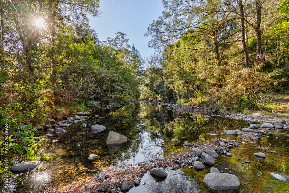 Obraz premium River in the Forest
