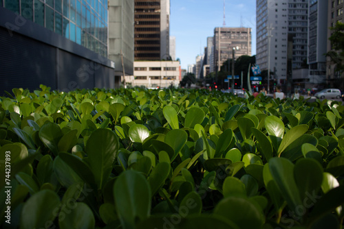 Cidade com cerca verde com folhas no primeiro plano