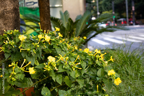 Flores e plantas verde e amarelas na rua