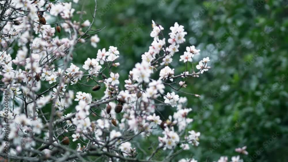 Flowers on almond tree. Blooming almond. Crown of the tree sways during strong winds and rain. Prunus dulcis shrub or small tree from subgenus Almond (Amygdalus). Rovinj, Croatia - February 23, 2024 Flowers on almond tree. Blooming almond. Crown of the tree sways during strong winds and rain. Prunus dulcis shrub or small tree from subgenus Almond (Amygdalus). Rovinj, Croatia - February 23, 2024