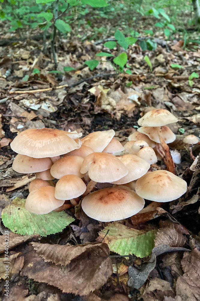 Wild mushrooms in the forest, Sovata, Romania Wild mushrooms in the forest, Sovata, Romania