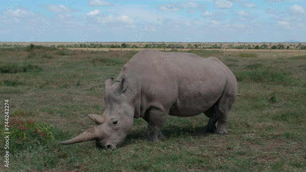 Critically Endangered Northern White Rhino Grazing On Grass In Ol Pejeta Conservancy, Kenya. wide shot Critically Endangered Northern White Rhino Grazing On Grass In Ol Pejeta Conservancy, Kenya. wide shot