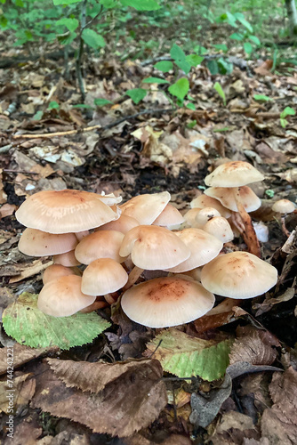 Wild mushrooms in the forest,  Sovata, Romania