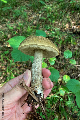 Wild mushrooms in the forest, Sovata, Romania