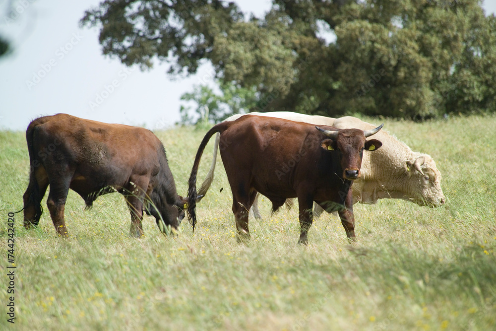 bulls in the pasture. Sardinia, Italy bulls in the pasture. Sardinia, Italy