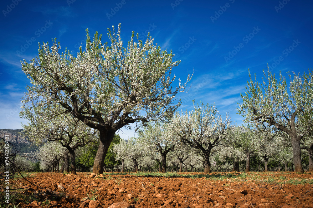 Blossoming Almond Trees with Majestic Mountain Backdrop on a Bright Spring Day Blossoming Almond Trees with Majestic Mountain Backdrop on a Bright Spring Day