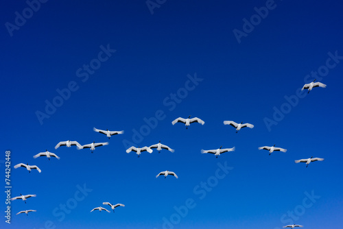 鶴の群れと青空 © makieni