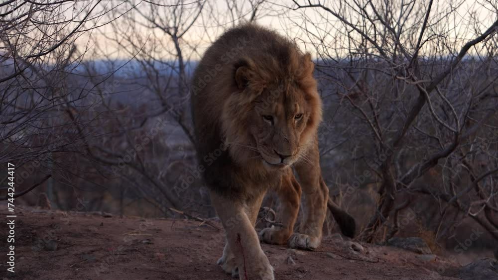lion walking slomo with bloody wound from battle lion walking slomo with bloody wound from battle