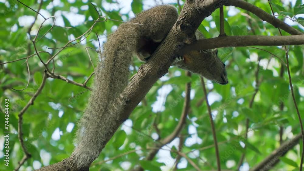 Red-bellied Tree Squirrel (Callosciurus Erythraeus) Resting on Tree Branch - Looking Down at Camera Alerted - Close-up View Red-bellied Tree Squirrel (Callosciurus Erythraeus) Resting on Tree Branch - Looking Down at Camera Alerted - Close-up View