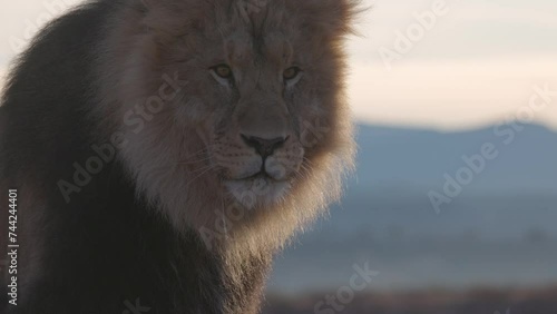drooling lion in sunrise closeup