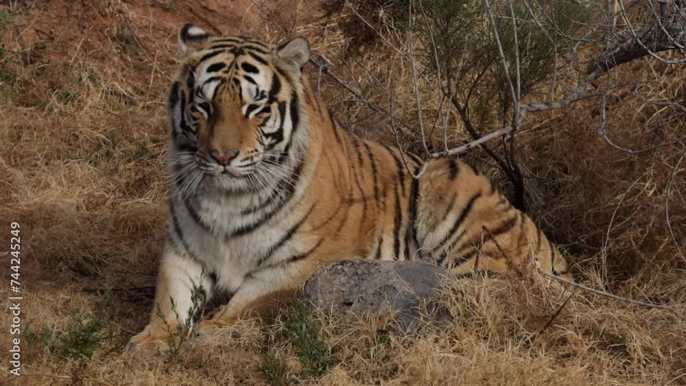bengal tiger gets up from resting and walks away slomo bengal tiger gets up from resting and walks away slomo
