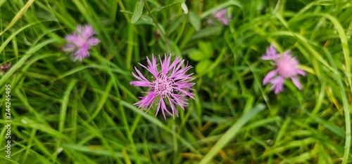 Natural colored close-up of an Early Bee, Bombus head, perched on purple Knapweed