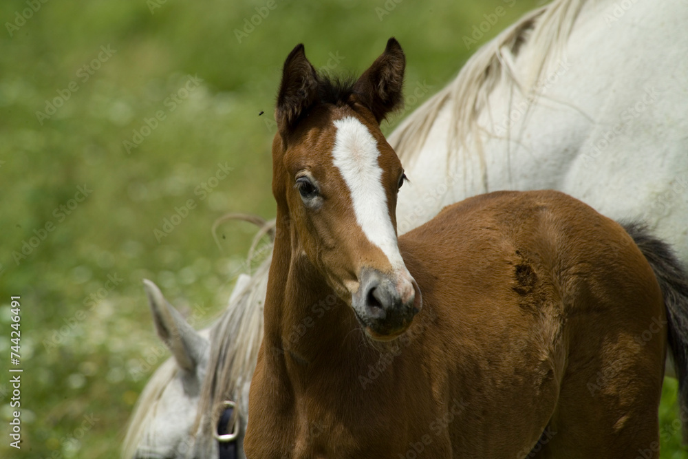Obraz premium Cavallo, Burgos (SS), Sardegna, Italia