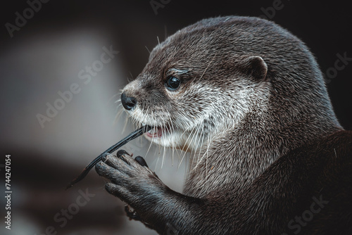 Otter (Lutra Lutra) and her cuteness and her funny face photo