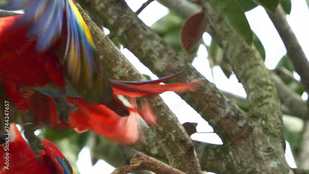 Exotic scarlet macaw, ara macao perched on tree branch, spread its wings and fly away, bird species suffered from local extinction due to capture for illegal parrot trade, slow motion close up shot.