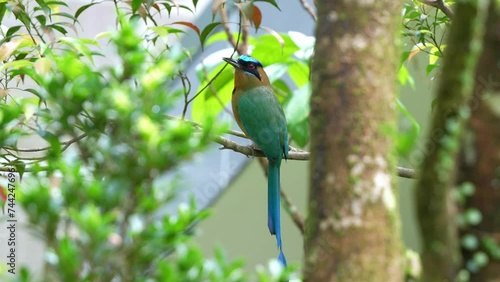 Elegant Amazonian motmot (Momotus momota) with beautiful long tail, perched on tree branch, wondering around its surrounding environment, spread its wings and fly away, slow motion close up shot. photo