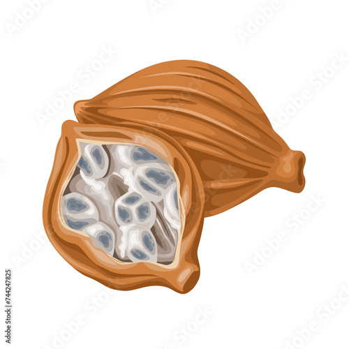 Vector illustration, Wurfbainia villosa, also known by the basionym Amomum villosum, isolated on white background.