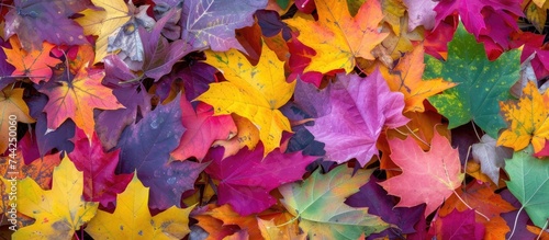 A vibrant burst of colorful autumn leaves covers the ground in this photo.