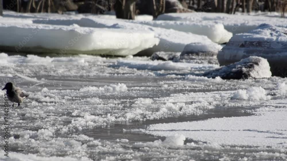 Hooded Crow walks on flowing ice pans near shore in Baltic winter Hooded Crow walks on flowing ice pans near shore in Baltic winter