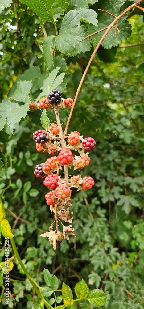 A bush of many ripe blackberries (Rubus fruticosus). they are in red and violet colors. A bush of many ripe blackberries (Rubus fruticosus). they are in red and violet colors.