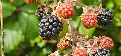 A bush of many ripe blackberries (Rubus fruticosus). they are in red and violet colors.