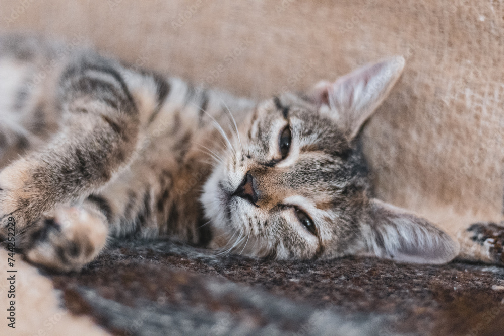 a small tabby cat lays on his back on the sofa