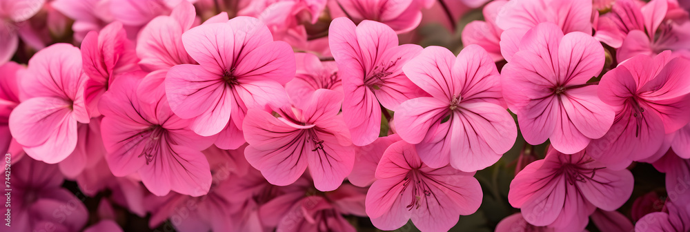 Blossoming Summer Beauty: Bright and Vibrant Pink Geraniums Amidst Lush Green Foliage