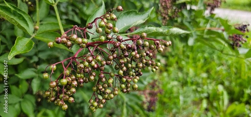An elderberry bush that bears lots of ripe elderberries (Sambucus), all of which are black.