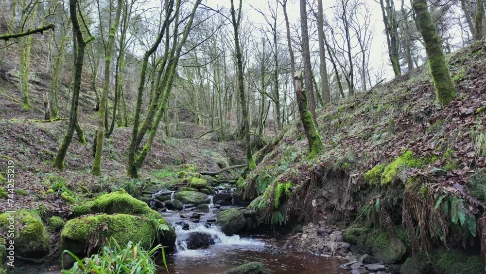 Small, slow moving woodland stream, flowing slowly through the forest trees. Damp moss covered rocks and heather lined riverbank. Small, slow moving woodland stream, flowing slowly through the forest trees. Damp moss covered rocks and heather lined riverbank.