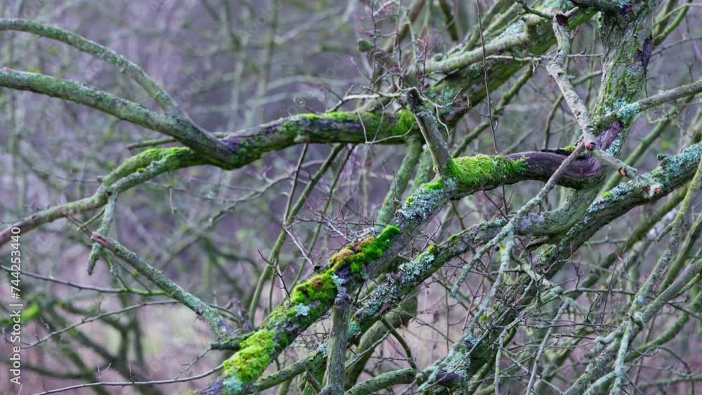 Woodland views of a tall tree covered in moss. Under the canopy of the English forest. Woodland views of a tall tree covered in moss. Under the canopy of the English forest.