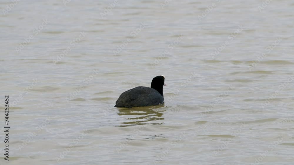 Water bird on calm floodplain waters, waterbirds enjoying the wet winter landscape in the UK. English weather. Water bird on calm floodplain waters, waterbirds enjoying the wet winter landscape in the UK. English weather.