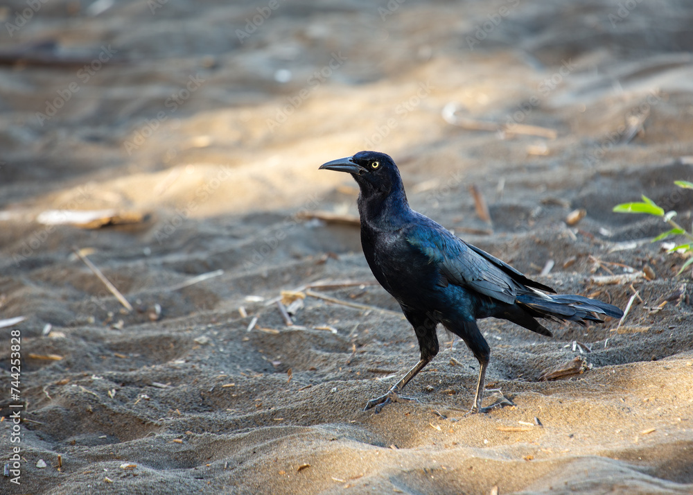 Great-tailed Grackle (Quiscalus mexicanus) in North America Great-tailed Grackle (Quiscalus mexicanus) in North America
