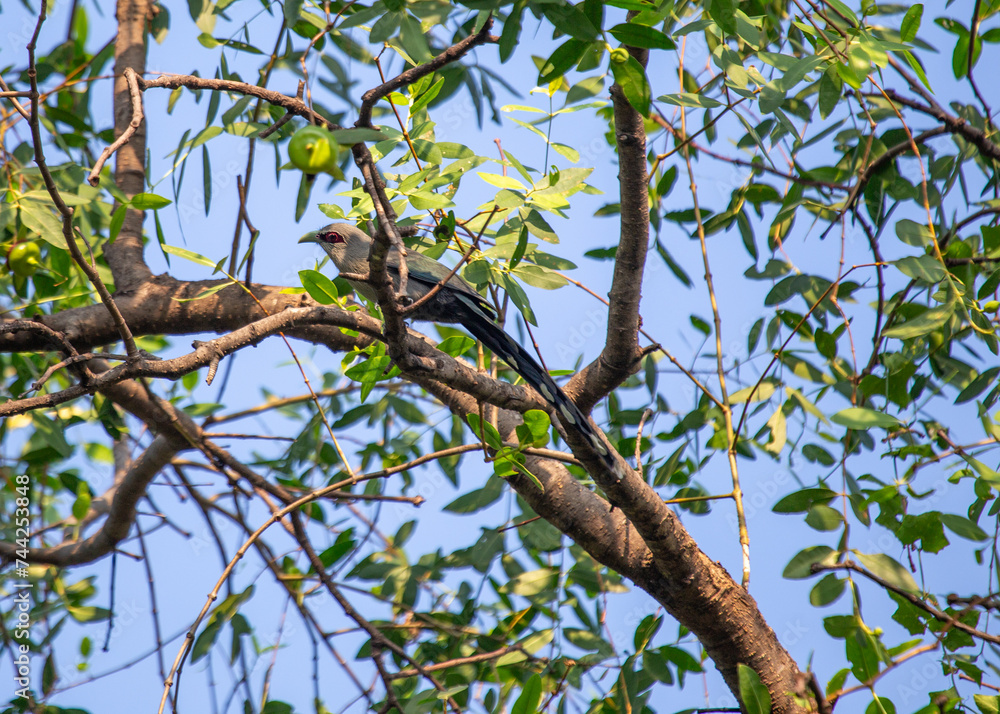 Green-billed Malkoha (Phaenicophaeus tristis) in Southeast Asia Green-billed Malkoha (Phaenicophaeus tristis) in Southeast Asia