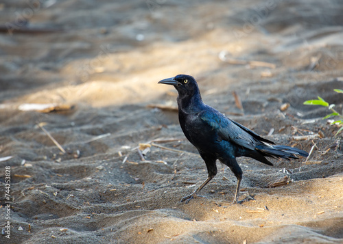 Great-tailed Grackle (Quiscalus mexicanus) in North America photo