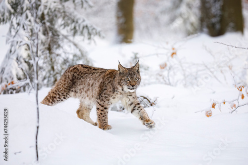 Lynx cub in winter. Young Eurasian lynx, Lynx lynx, walks in snowy beech forest. Beautiful wild cat in nature. Cute animal with spotted orange fur. Beast of prey in frosty day. Predator in habitat.