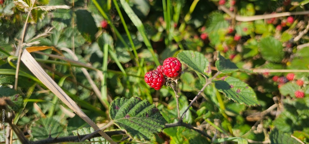 A bush of many ripe blackberries (Rubus fruticosus). they are in red and violet colors. A bush of many ripe blackberries (Rubus fruticosus). they are in red and violet colors.