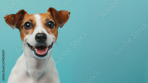 Cheerful Jack Russell Terrier on a Vibrant Blue Background © Miva